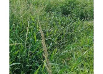 “Residents of Half Assini in Jomoro cry over uncompleted Stadium project”