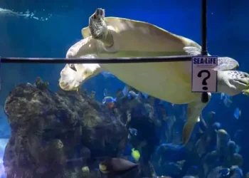 2021/22 UCL Final: Yellow turtle predicted who will win the Champions League