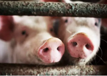 Ghana Health Service confirms outbreak of Hanz Virus among Hearts players