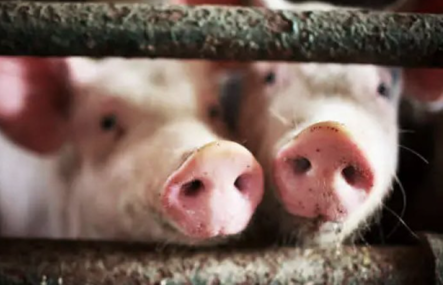 Ghana Health Service confirms outbreak of Hanz Virus among Hearts players